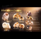 Pomeranian Spitz BOO štěňata, Pomeranian, Pomeranian bears