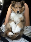 tata Sheltie