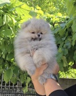 Pomeranian BOO tata