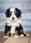mini štěňata Bernedoodle.