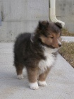 TATA SHELTIIE