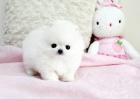 Prodm ttka nmeck pic trpasli (pomeranian)