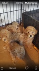 Maltipoo tata na prodej