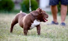 Microbully  tata na prodej