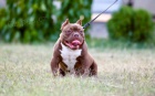 Microbully  tata na prodej