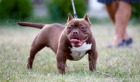 Microbully  tata na prodej