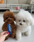 tata toy pudla k adopci. Schvleno veterinem s rodokmenem.