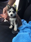 tata sibiskho huskyho