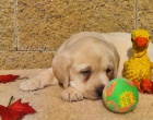 Nabdka tat labradorskho retrievera