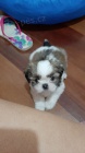 SHIH TZU