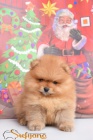 Pomeranian BOO �t��ata