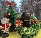 �okol�dov� �t��ata labradorsk�ho retr�vra