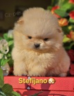 Pomeranian BOO �t��ata