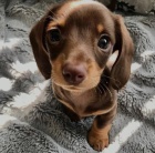 Jezev��k hladkosrst� (fena) s PP