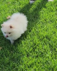 Pomeranian bez pp