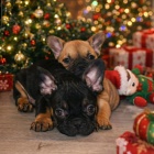 Francouzsk� buldo�ek �t��ata