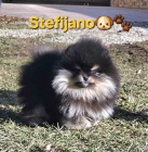 Pomeranian BOO �medv�dci�, �t��ata pomeransk�ho �pice