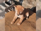 K dispozici kr�sn� �t�n� Shiba inu