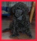 Pudl trpasli, toy ern, apricot s pp