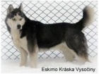 Siberian husky