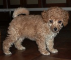 Pudl trpasli apricot s pp