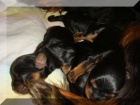 Prodm ttka kavalr king charles panl s PP