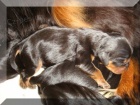 Prodm ttka kavalr king charles panl s PP