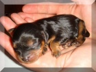 Prodm ttka kavalr king charles panl s PP