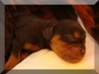 Prodm ttka kavalr king charles panl s PP