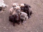 bandog tata