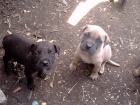 bandog tata