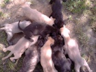 bandog tata