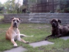 bandog tata
