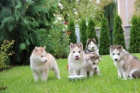 Sibisk husky