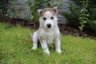 Sibisk husky