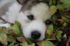 Sibisk husky