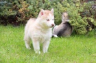 Sibisk husky