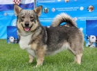 vdsk vallhund