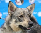 vdsk vallhund