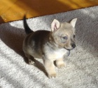 vdsk vallhund