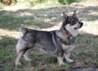 vdsk vallhund