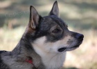 vdsk vallhund