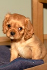 Ruby fenka s PP