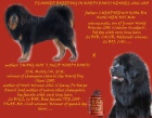 Tibetská doga - štěňata