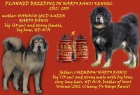 Tibetská doga - štěňata