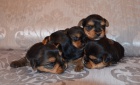 Yorkshire Terrier, jorkšírský teriér, jorkšír - štěňátka s PP