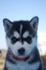Siberian husky - teniatka s pp