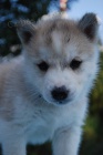Siberian husky - teniatka s pp