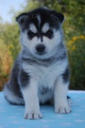 Siberian husky - teniatka s pp