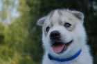 Siberian husky - teniatka s pp